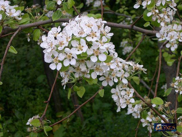 fiori di ciliegio.JPG